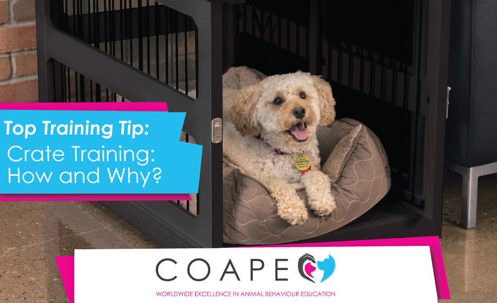 When to Stop Crate Training: Essential Tips