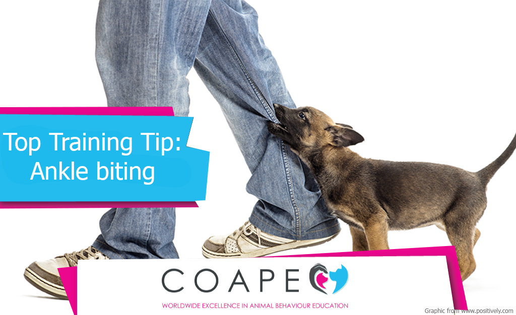 Top Training Tip: Ankle Biting - COAPE