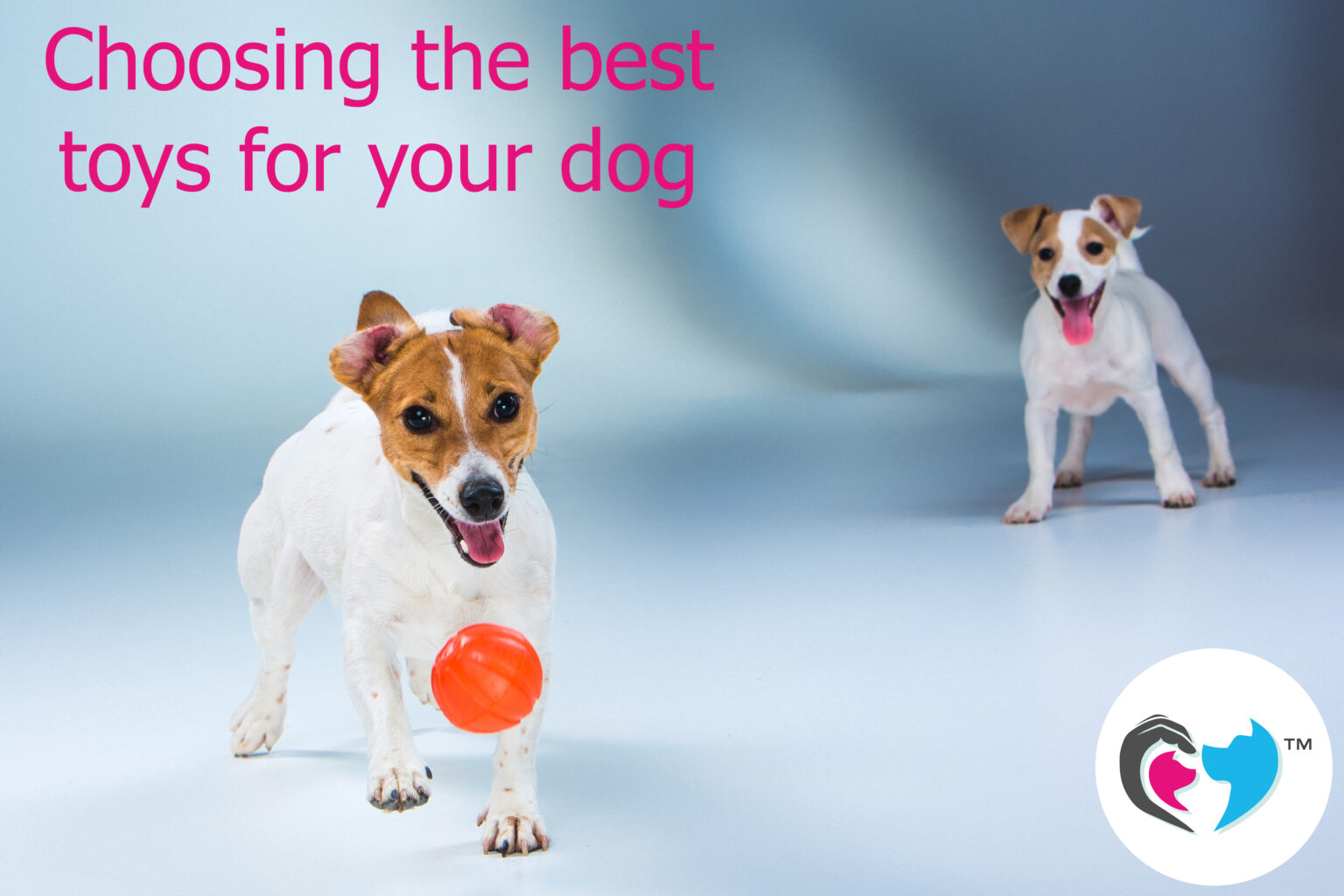 Choosing the Best Toys for Your Dog Based on Breed COAPE