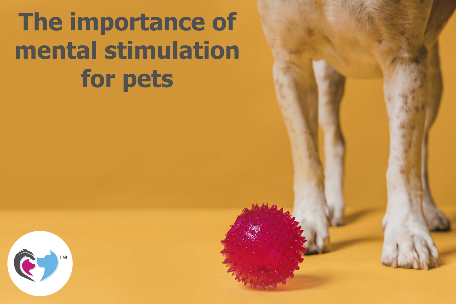 The importance of mental stimulation for pets COAPE