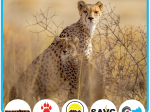 Cheetah Behaviour