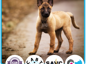 Diploma in Dog Behaviour