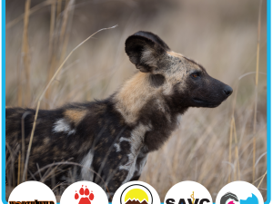African Wild Dog Behaviour