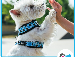 You and Your Rescue Dog