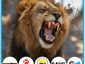 African Lion Behaviour