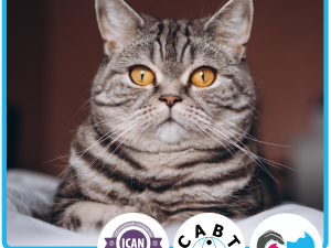 Diploma in Cat Behaviour