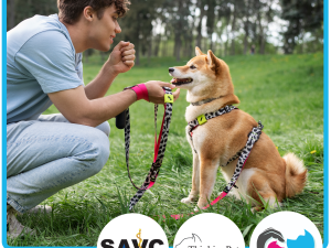 An Introduction to Practical Dog Training
