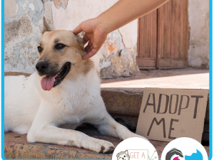 Diploma in Animal Shelter Management