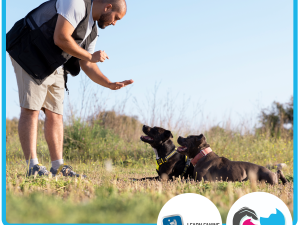 Learn Canine Instructor Course (with applied and activity-based learning)